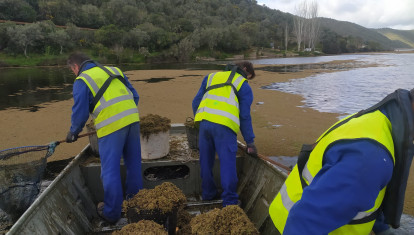 Unos operarios retiran azolla del río Tajo