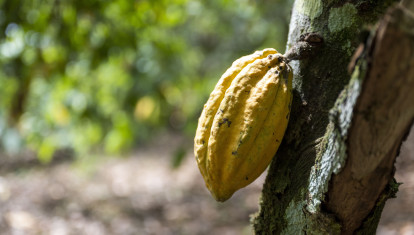 Una mazorca de cacao lista para ser recogida del árbol en Costa de Marfil