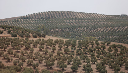 Olivar en Jaén