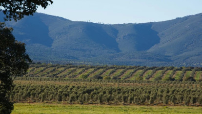 Olivar en la Dehesa el Molinillo (Ciudad Real)