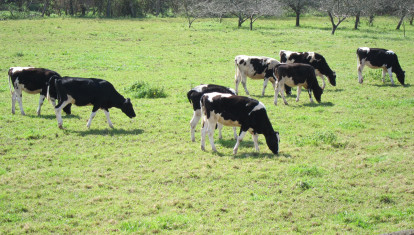 Vacas pastando en Tineo (Asturias)