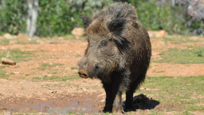 Jabalí en España