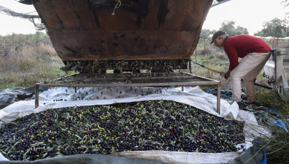 Una persona recolecta aceitunas, en un olivar de Holguera (Cáceres)