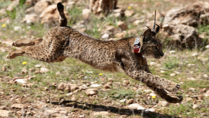 Un lince en libertad
