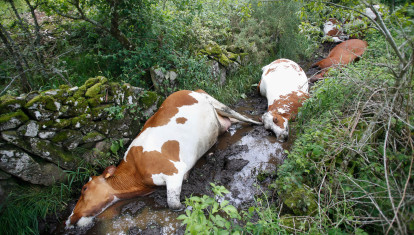 Imágenes de las vacas afectadas por el rayo