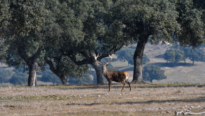 Venado en el Pardo