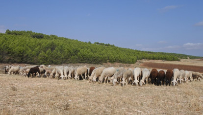 Un rebaño de ovejas en La Mancha