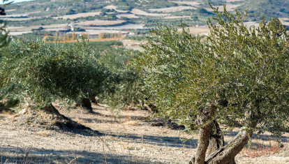 Imagen de archivo de un olivar de Andalucía