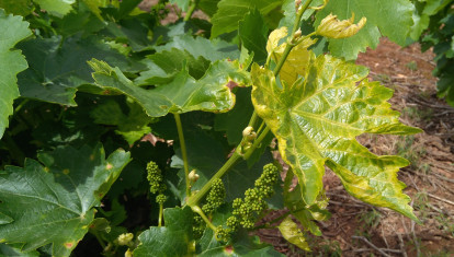 Viñas de la D. O. Bierzo afectadas por el mildiu