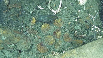 Zona de tesoros en la sección de babor de la popa, que muestra las caras anversas y reversas de las monedas, tal y como fueron observadas en el fondo marino