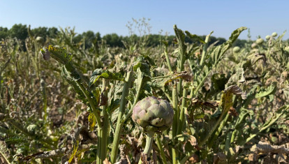 Los agroasesores son una pieza clave en la agricultura madrileña