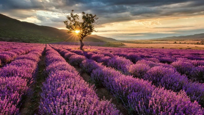Atardecer en los campos de lavanda de Brihuega