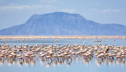 Flamencos en el lago Natrón de Tanzania.