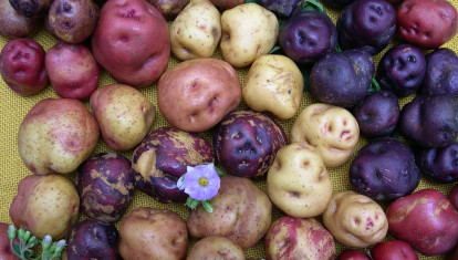Papas antiguas de Canarias