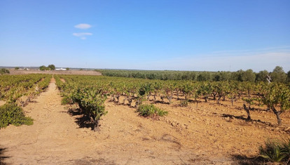 Viñedos tradicionales de secano en el entorno de Doñana