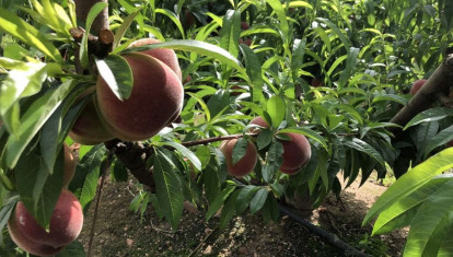 Árbol frutal en Extremadura