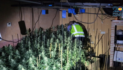 Plantación de marihuana