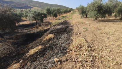Olivar incendiado
