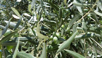 Aceitunas en el olivar