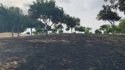Una de las zonas afectadas por los incendios en Puente Genil