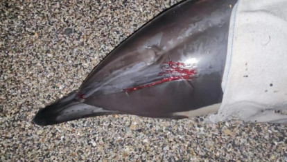 Equinac ha advertido de que reintroducir en el mar a cetáceos varados sin supervisión profesional puede empeorar su estado e impedir que reciban la atención veterinaria necesaria