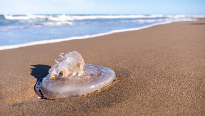 Una medusa varada en una playa