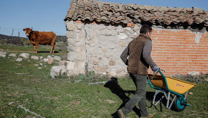 Un ganadero reparte alimento para su ganado en su finca en Colmenar Viejo (Madrid