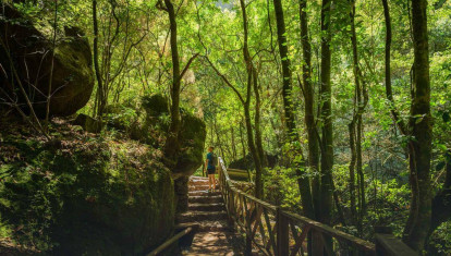Bosque de Los Tilos, en La Palma