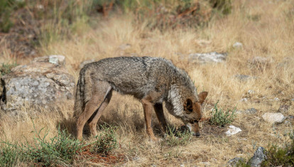 Lobo ibérico en Puebla de Sanabria, Zamora (España)