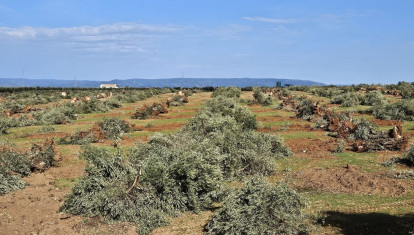 Olivos talados en una finca donde se prevé la instalación de una planta solar.