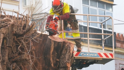 Operarios talan finalmente el ficus de San Jacinto, en el barrio sevillano de Triana.

FRANCISCO OLMO / EUROPA PRESS
07/8/2025
