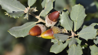 Bellotas de encina
