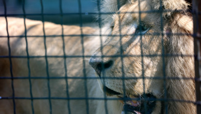 León en un zoológico