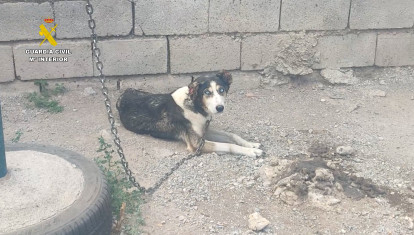 Investigan a dos personas por maltrato animal en Granada - Guardia Civil