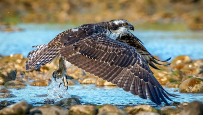Un ejemplar de águila pescadora en los humedales andaluces
