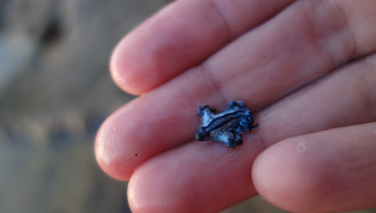 Ejemplar de dragón azul