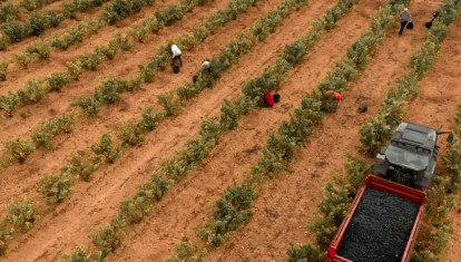 Trabajadores en el viñedo