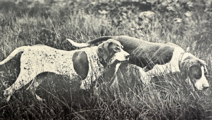 Collera de perros cazando