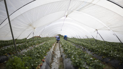Explotación agrícola en Moguer (Huelva) dedicada al cultivo de la fresa