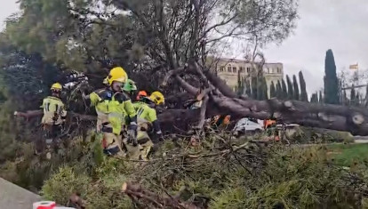 El histórico árbol de la Plaza de España en Guadalajara