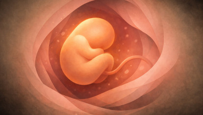 Ilustración de un feto