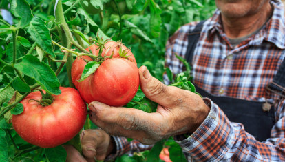 Tomates
