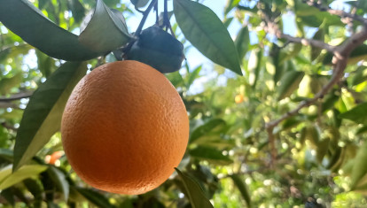 Naranja en un árbol