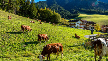Vacas pastando cerca de la aldea de Santa Maddalena