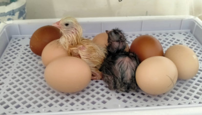 Dos pollitos que acaban de nacer en una incubadora