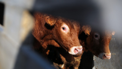 Dos vacas en una explotación ganadera en España