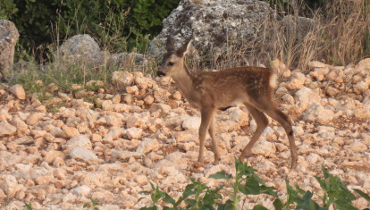 Corzo en el campo