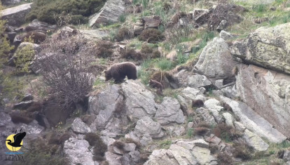 Graban por primera vez en el Pirineo a dos osas con 3 cachorros cada una