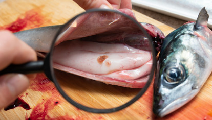 Enlarge Anisakis with a magnifying glass