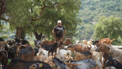 Un pueblo de Málaga ampliará los ejemplares de cabras por su buen hacer en el monte